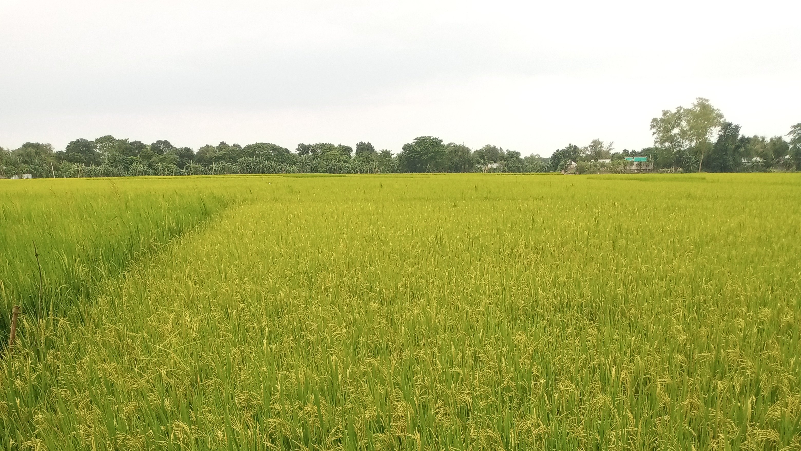 সবুজ গাছে উঁকি দিচ্ছে সোনালি শীষ, রঙিন স্বপ্নে বিভোর কৃষক