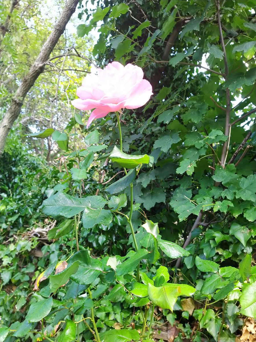 Hyper natural Hsp and nutrional science (@natural_hyper) on Twitter photo 