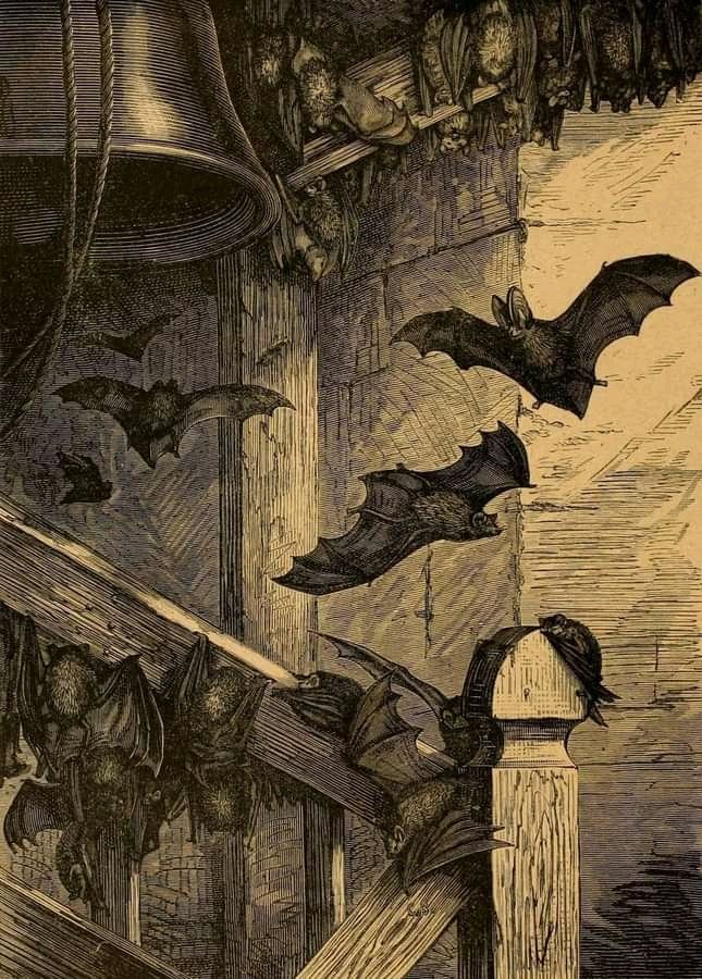 'Bats in the Belfry', from Cassell's natural History, 1896.

#illustration #bats