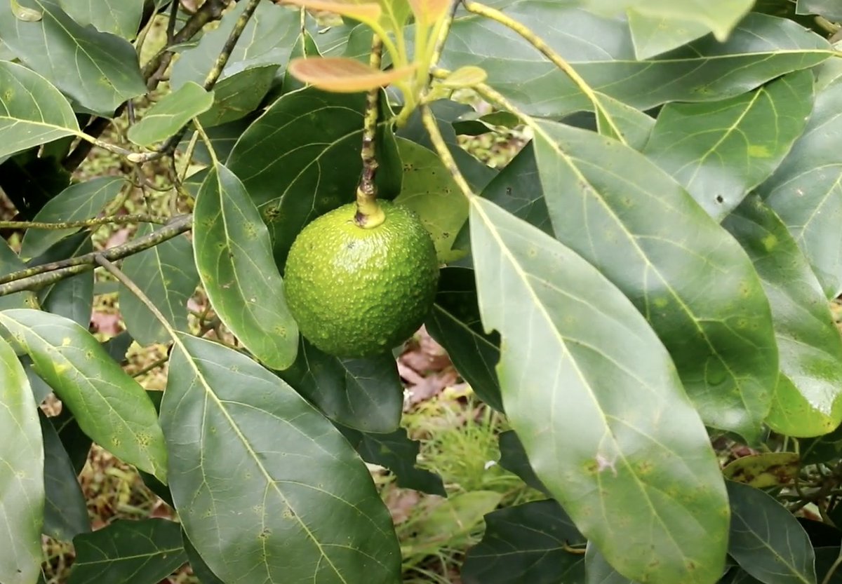 AGROSAVIA tweet media