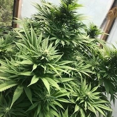 RayRaymond74's tweet image. 333-genetics 2024 ...  88g13hp ... Brand new hybrids 👍❤👍