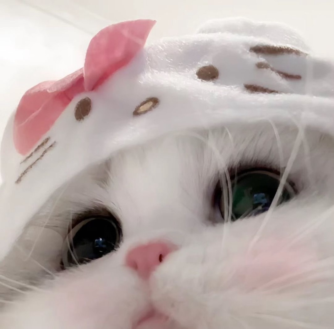 Catsillyness's tweet image. Hello kitty