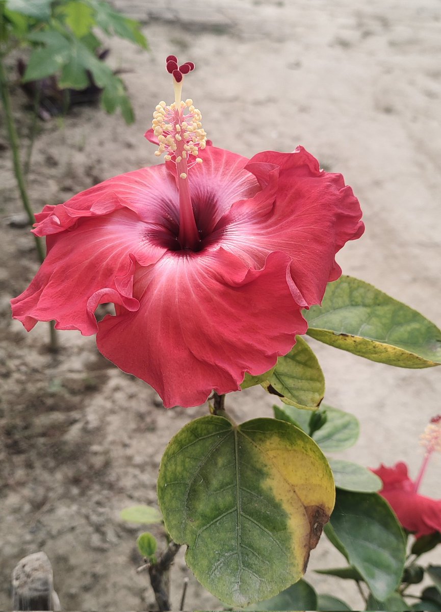 Krishna Singh tweet media