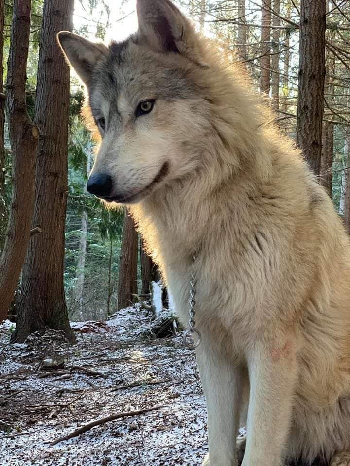 I need 5000 hi from wolves lovers