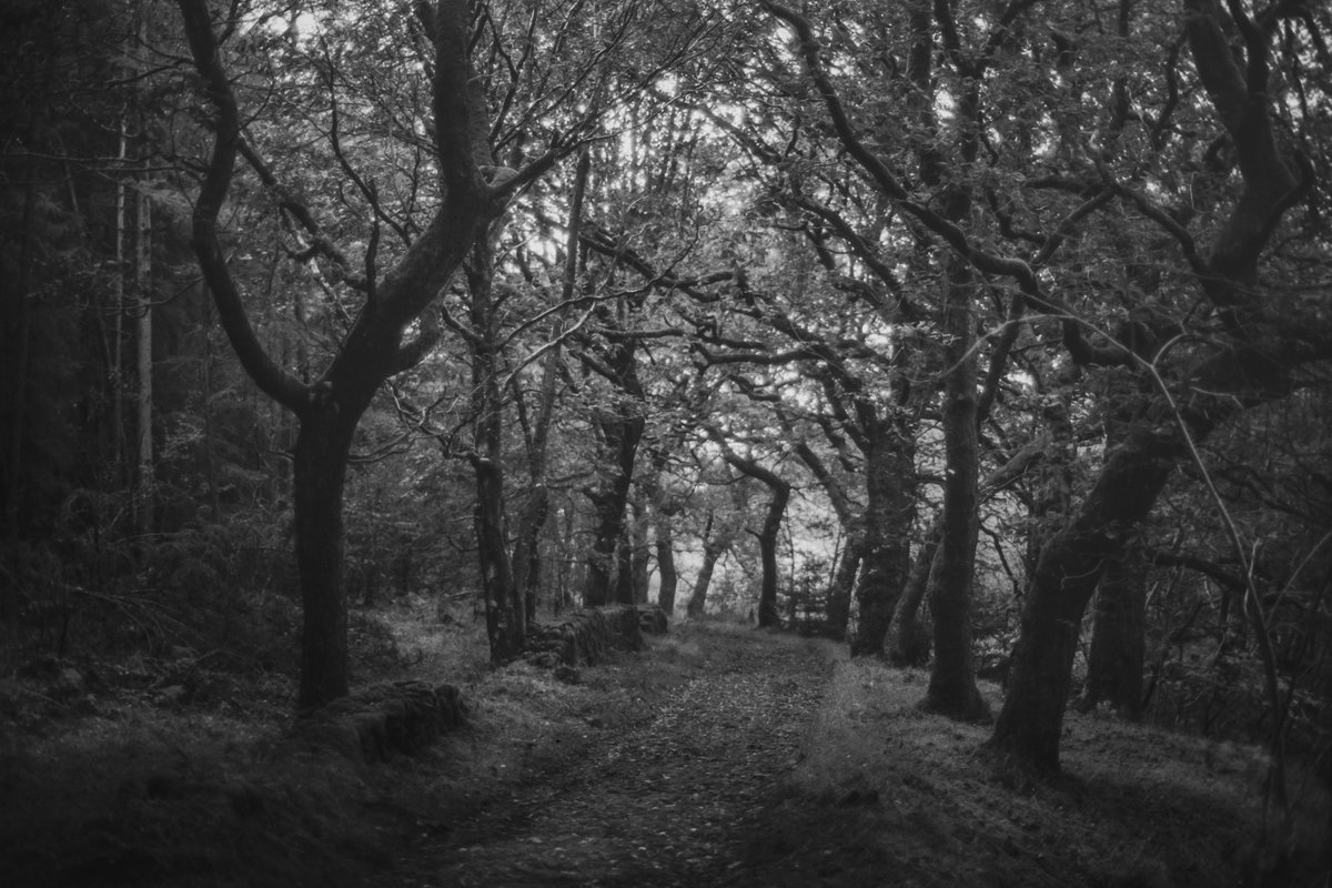 nomoth (@apevisions) on Twitter photo 