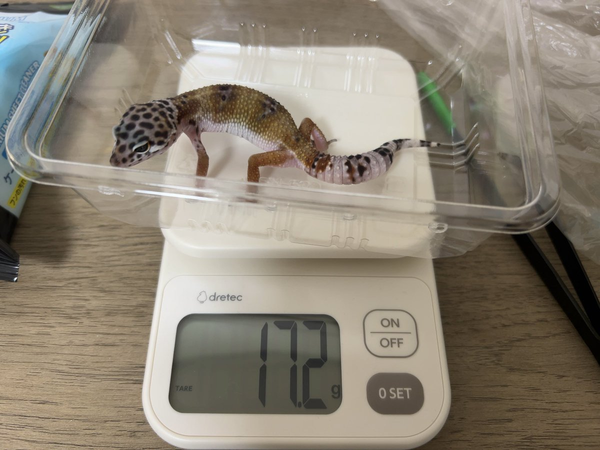 野良羊 (@4andr7hituji3ch) / Posts / X