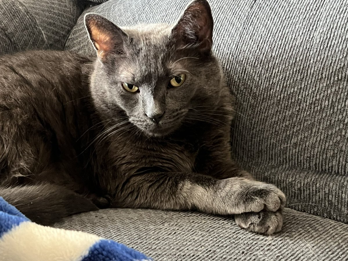 BitchestheCat's tweet photo. We out here. #currentcatus #caturday edition. https://t.co/Xs5XI0jtZw