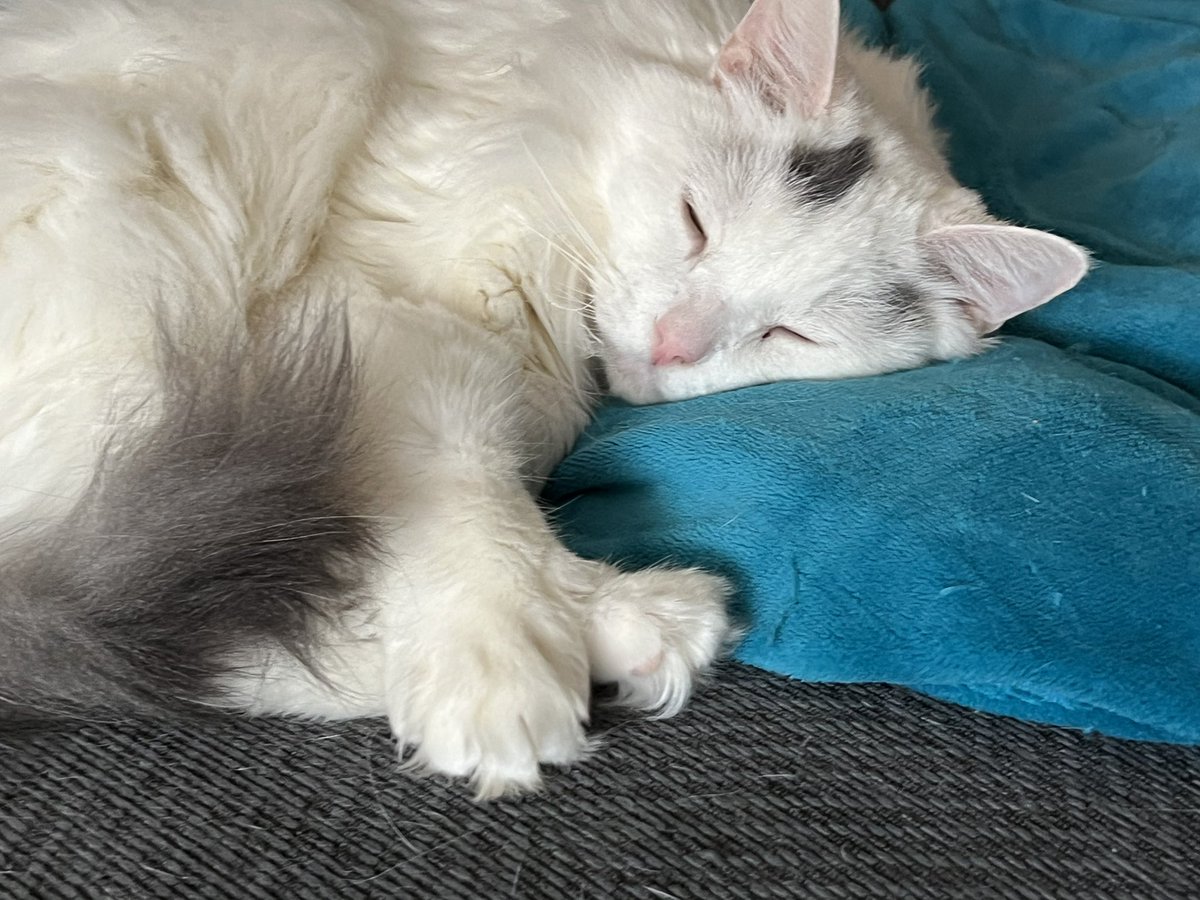 BitchestheCat's tweet photo. We out here. #currentcatus #caturday edition. https://t.co/Xs5XI0jtZw
