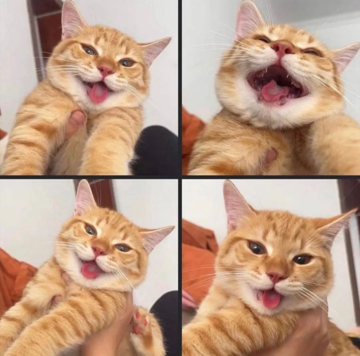 PunchingCat's tweet photo. he’s laughing at a joke https://t.co/W89bsvYl9r
