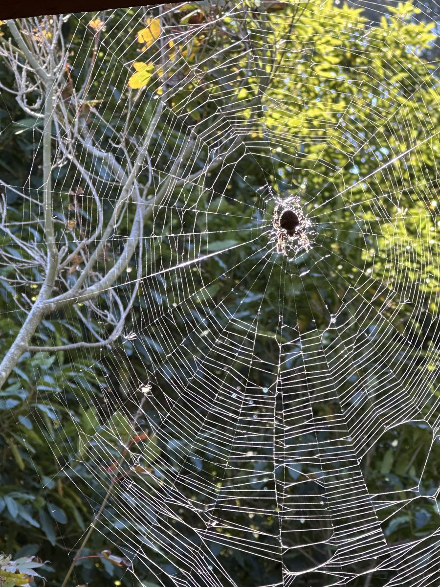 tcboyle's tweet image. Repair work.