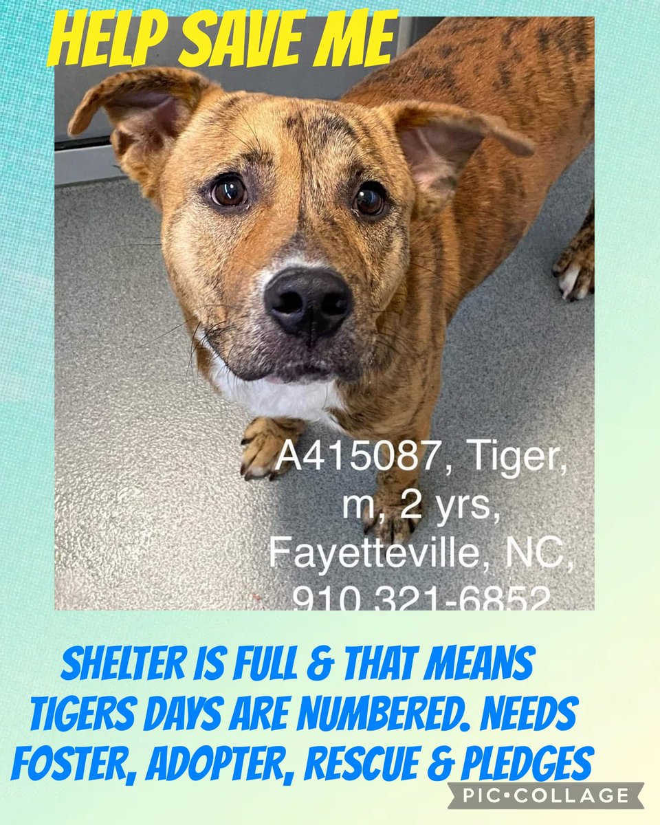 carawil17888192's tweet image. EUTHANSIA ORDER GIVEN‼️ 

Tiger big brown eyes just longing for love. Look at this boy posing so pretty for his picture!

#A415087
42lb
Neutered
Hw-

Cumberland County Animal Fayetteville, NC
#fayettevillenc
#highkill
#euthlisted
#fosteringsaveslives
#adoptdontshop
#Save #pledge