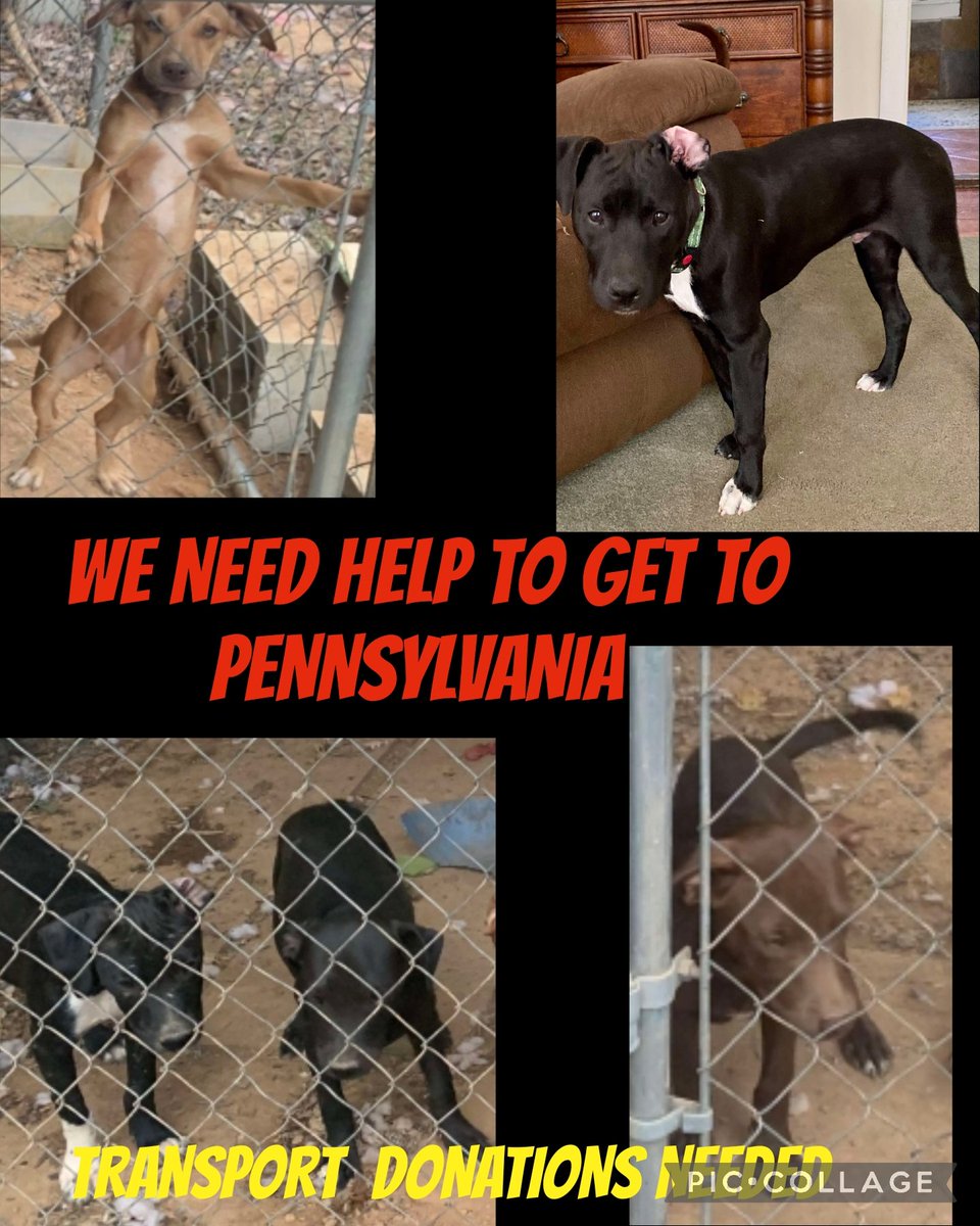 Skipper a dumped emaciated dog is now ready &amp; 4 stray puppies need donations for transport so they can go to Pennsylvania and start a new life

Transport is 900.00 &amp; 425.00 for vetting we have 65.00 in donations. We need 1360.00 to hit goal  
#dog #fyp #pet #dogs #animals #PLEDGE