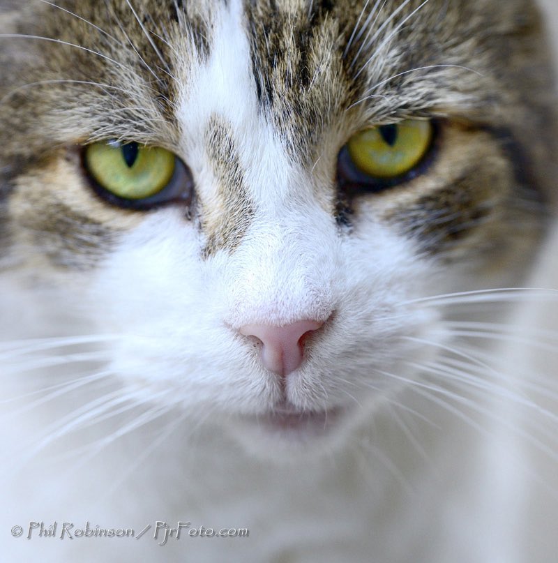 Always ready for my close up from <a href="/PjrFoto/">🎼Phil Robinson</a>