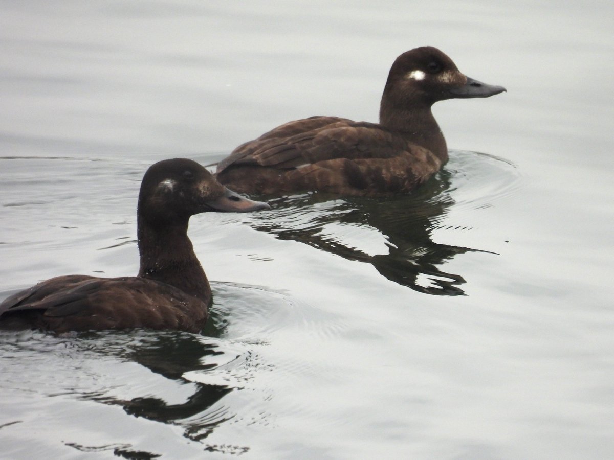 SimonBradfield's tweet photo. I'm more used to see Velvet Scoter a mile off shore at Holkham so a real treat to see these two at close range at Grimsbury Reservoir. My first visit to this site too. #birding #BirdsSeenIn2024 https://t.co/PugYA3UgLu