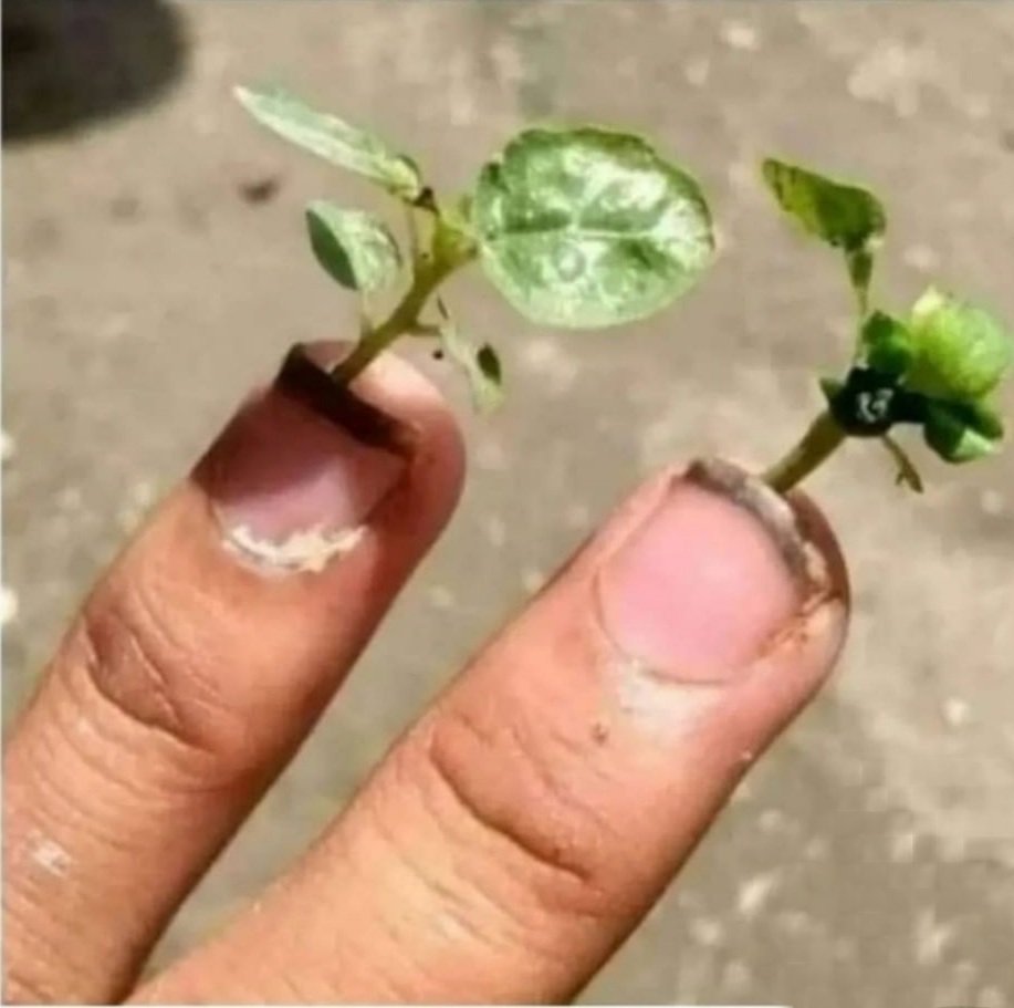 Ten paciencia, todo da su fruto.