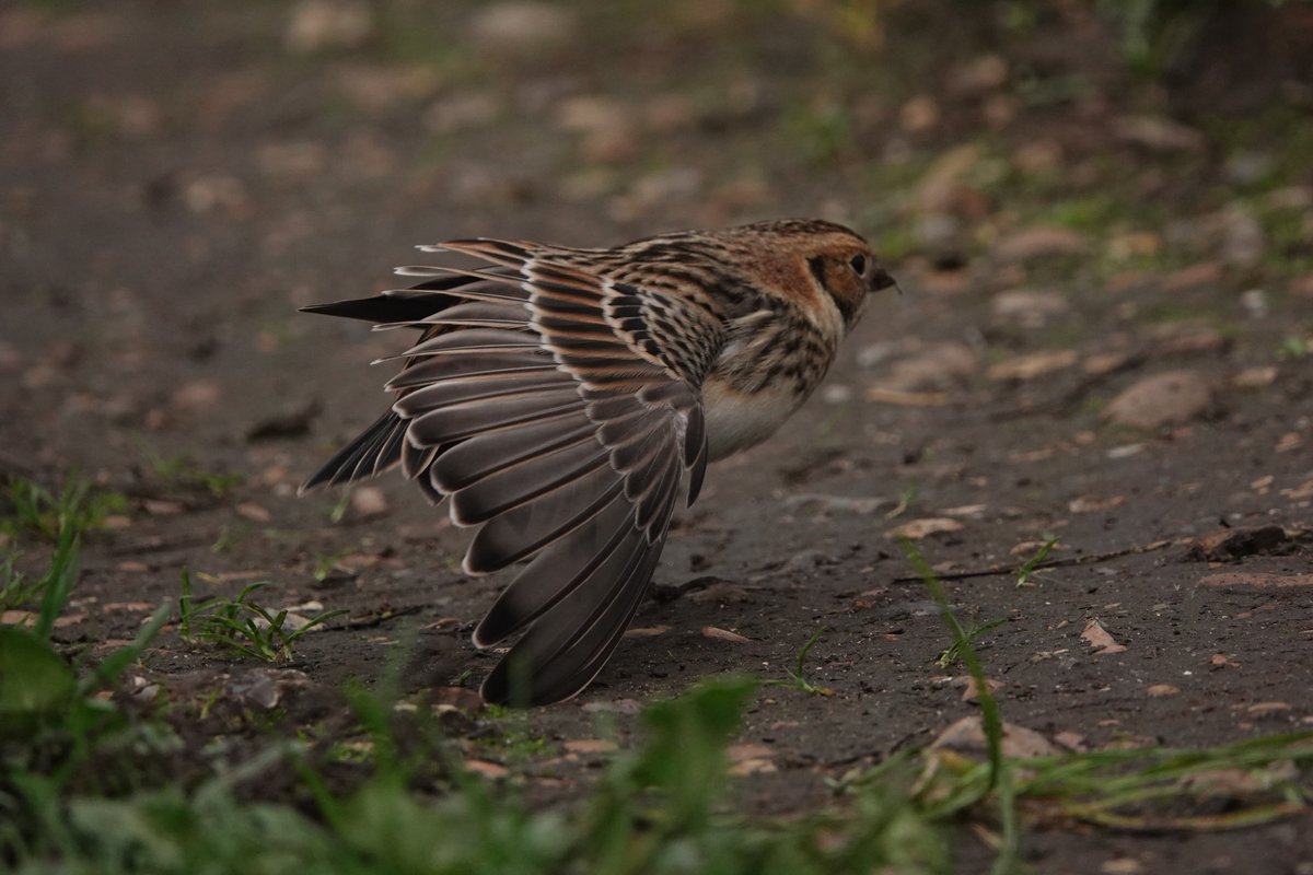 Winter_Semeya's tweet photo. Some more photos of the #LaplandBunting showing off it's beautiful feathers.
@LondonBirdClub https://t.co/8CSvSp1TEp