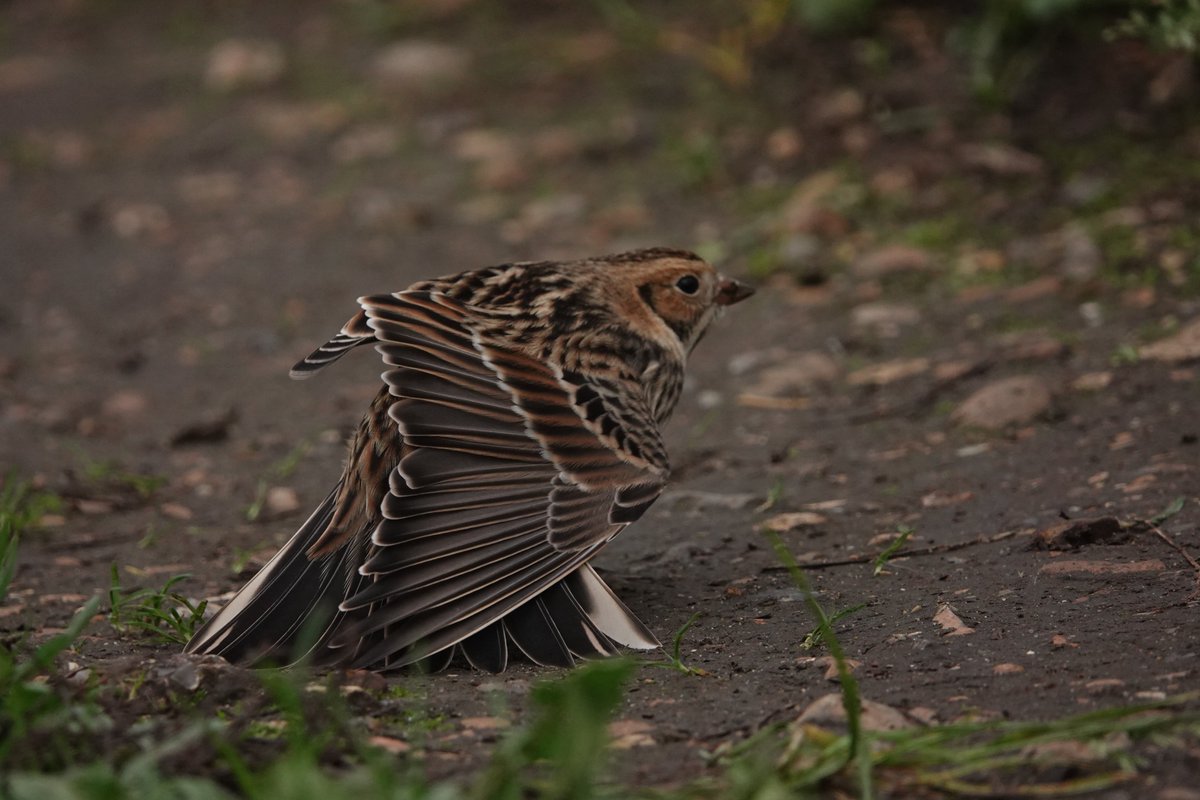 Winter_Semeya's tweet photo. Some more photos of the #LaplandBunting showing off it's beautiful feathers.
@LondonBirdClub https://t.co/8CSvSp1TEp