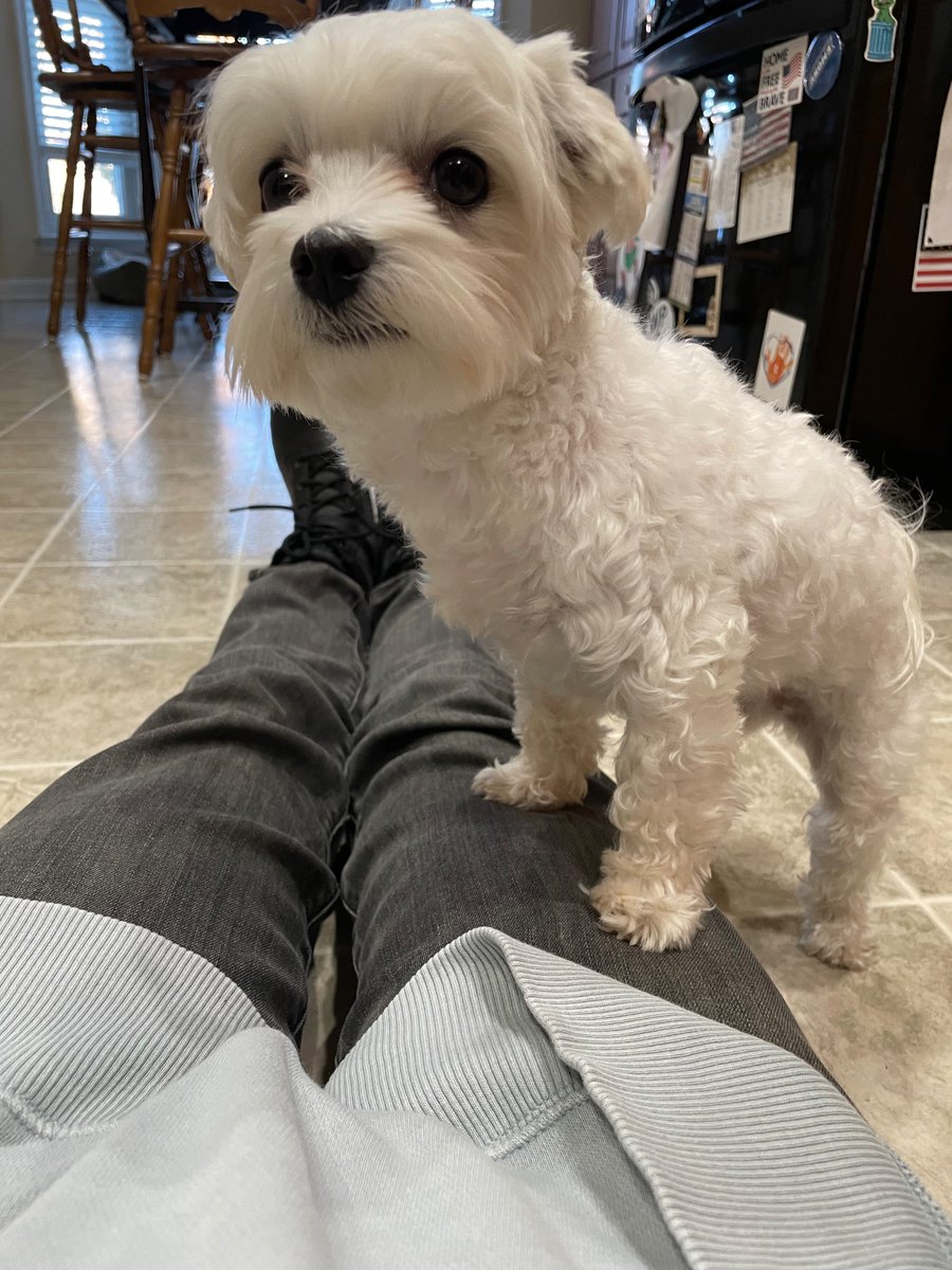 CaitlinHoe62870's tweet photo. Hello! Grandma gave me a bath. 🧼
We still have another day of weekend to go! Spend some time with you favorite fur pal on Sunday😊❤️😊❤️
#dogsofX
#SoFreshAndSoCleanClean https://t.co/BR9bdHsaj3