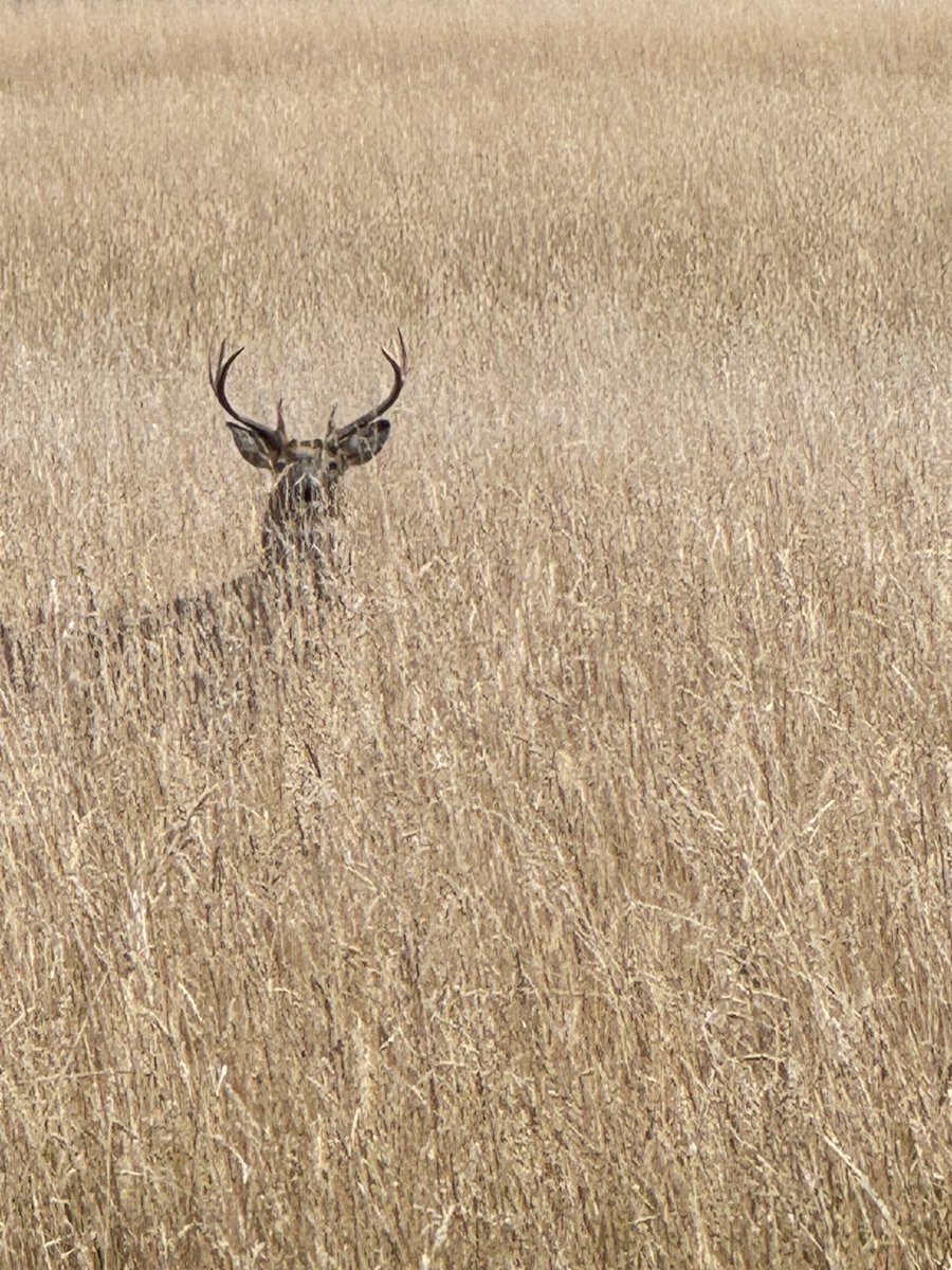 I saw this guy with his would be girlfriend when I was out on my bike today, and he just stared me down when I stopped to take a photo.
