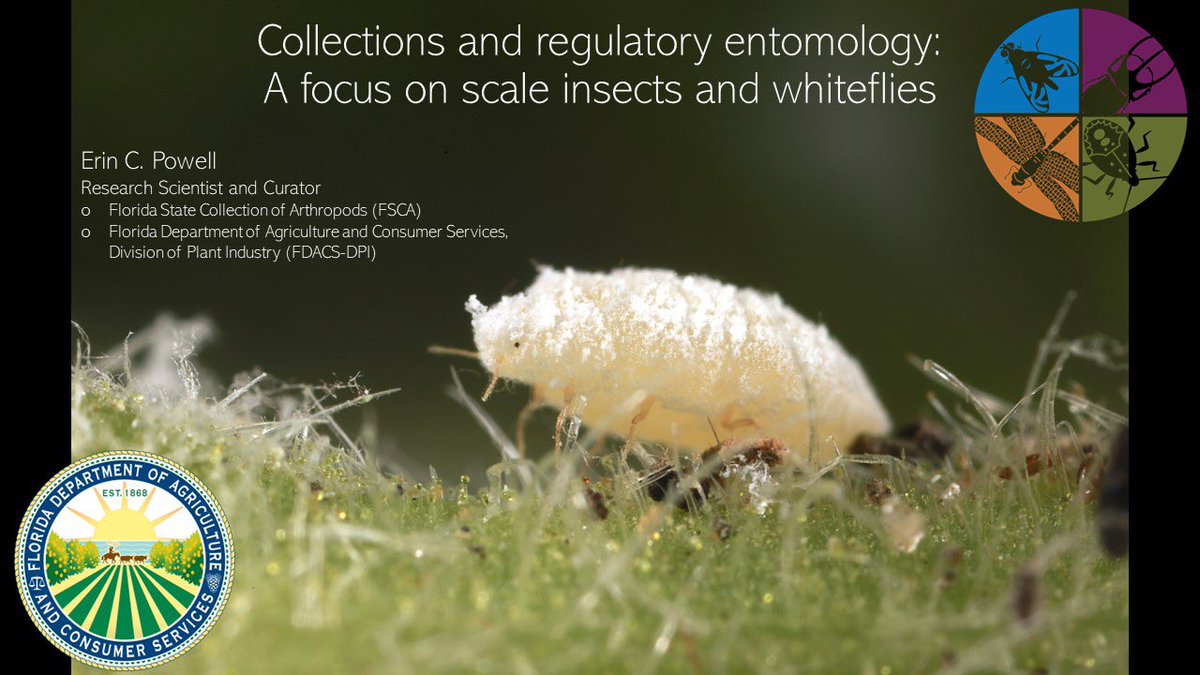 Entomological Collections Network (@entcollnet) on Twitter photo Our next symposium looks at using collections to solve agricultural problems.
<a href="/erincpow/">Erin Powell, Ph.D.</a> demonstrates that reference collections are imperative for accurate and timely diagnostics in regulatory entomology. #ECN2024 Our next symposium looks at using collections to solve agricultural problems.
<a href="/erincpow/">Erin Powell, Ph.D.</a> demonstrates that reference collections are imperative for accurate and timely diagnostics in regulatory entomology. #ECN2024