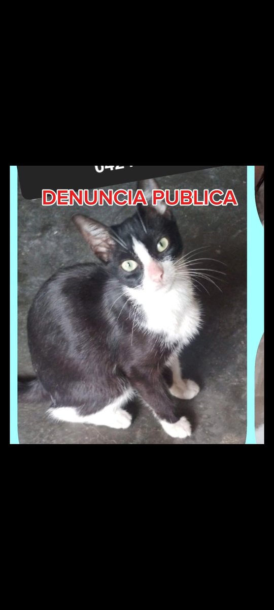 AlexiaG62293417's tweet photo. #9novembre el día 6 de noviembre en San Diego un señor de nombre Joel camioneta Eco sport negra AA563DJ presuntamente según narran vecinos asesino está gata comunitaria, limpio los cauchos y se rio del asunto @FNevadoCarabobo @TarekWiliamSaab #fundajuridicoanimal @maigualidav https://t.co/9K9FvtVUuz