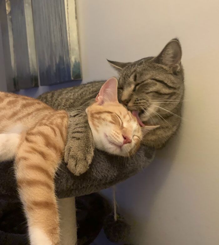 not us literally being this sillies (i love u)