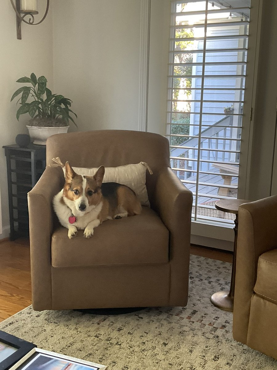 nyman12's tweet image. Gracie loves a good swivel chair! #graciethecorgi #corgi #corgilover #corgicrew