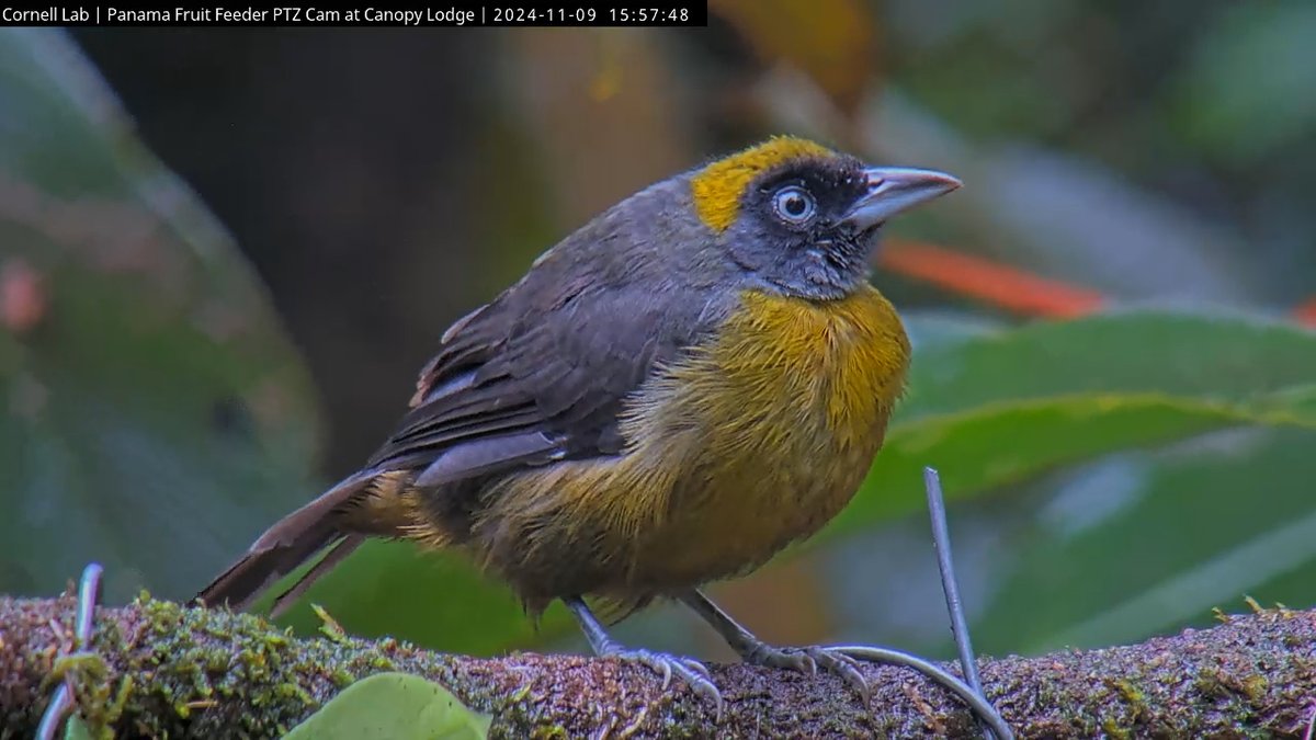 PanamaFruitFeederCam tweet media