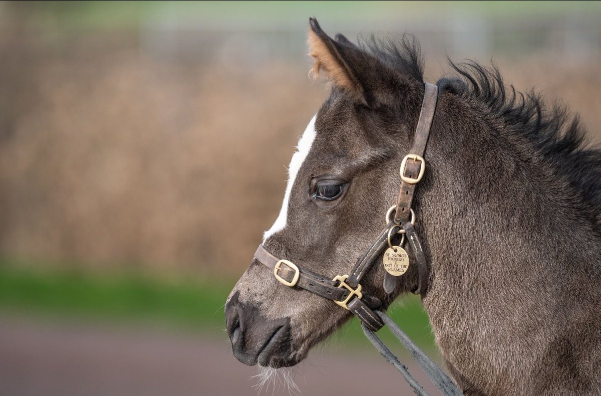 Tweenhills's tweet photo. Another winner for KAMEKO 🔥

Natsumi wins easily over 5f at Chelmsford! 

The 2yo filly was bred, raised and grazed at Tweenhills and sold for €80,000
by @longwaystables as a 2yo this year. 

Congratulations to all connections 👏🏻 https://t.co/Dk2Sn5gCiY