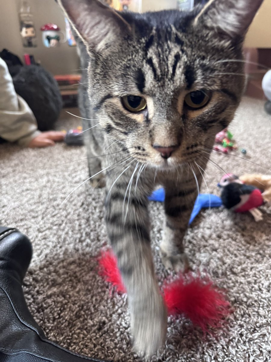 odinthe_catt's tweet photo. ime in mine new howse and playeing withf mine new momey ! ime hapey and gomfy :) https://t.co/2gkDYzR64w