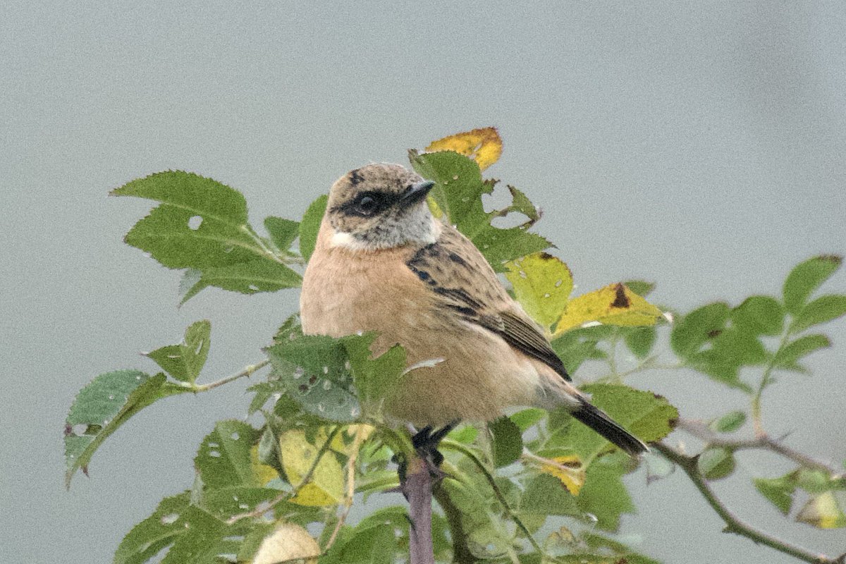 Mike O'Hanlon (@yellowshriker) on Twitter photo Finally decided to venture to Trimley to catch some excellent views of the suspected Amur Stonechat today <a href="/SuffolkBirdGrp/">Suffolk Bird Group</a> <a href="/_BTO/">BTO</a> <a href="/bna/">bna</a> #BirdsSeenIn2024 #BirdsOfX Finally decided to venture to Trimley to catch some excellent views of the suspected Amur Stonechat today <a href="/SuffolkBirdGrp/">Suffolk Bird Group</a> <a href="/_BTO/">BTO</a> <a href="/bna/">bna</a> #BirdsSeenIn2024 #BirdsOfX