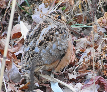BirdAndGarden's tweet photo. This totally made my day. Was cleaning my last #garden and went to dump my cart in the wood edge and saw an #American #Woodcock . Blended in with leaf litter well. Second time seeing in yard in 24yrs. #birdwatching #birders #BirdX #NaturePhotography #bird #naturer https://t.co/aaDHIJVU2t