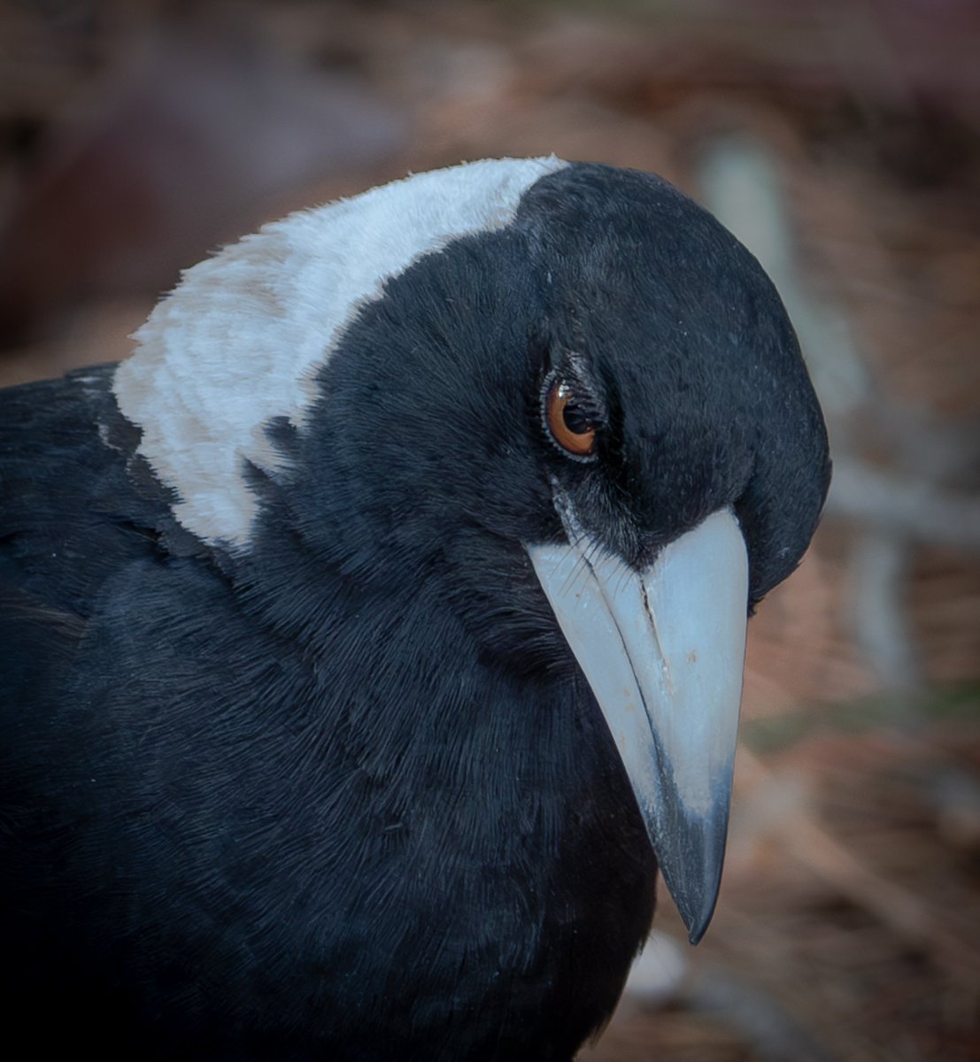 ThingsCanberra's tweet photo. Magpie https://t.co/ZmT5gqYwOs