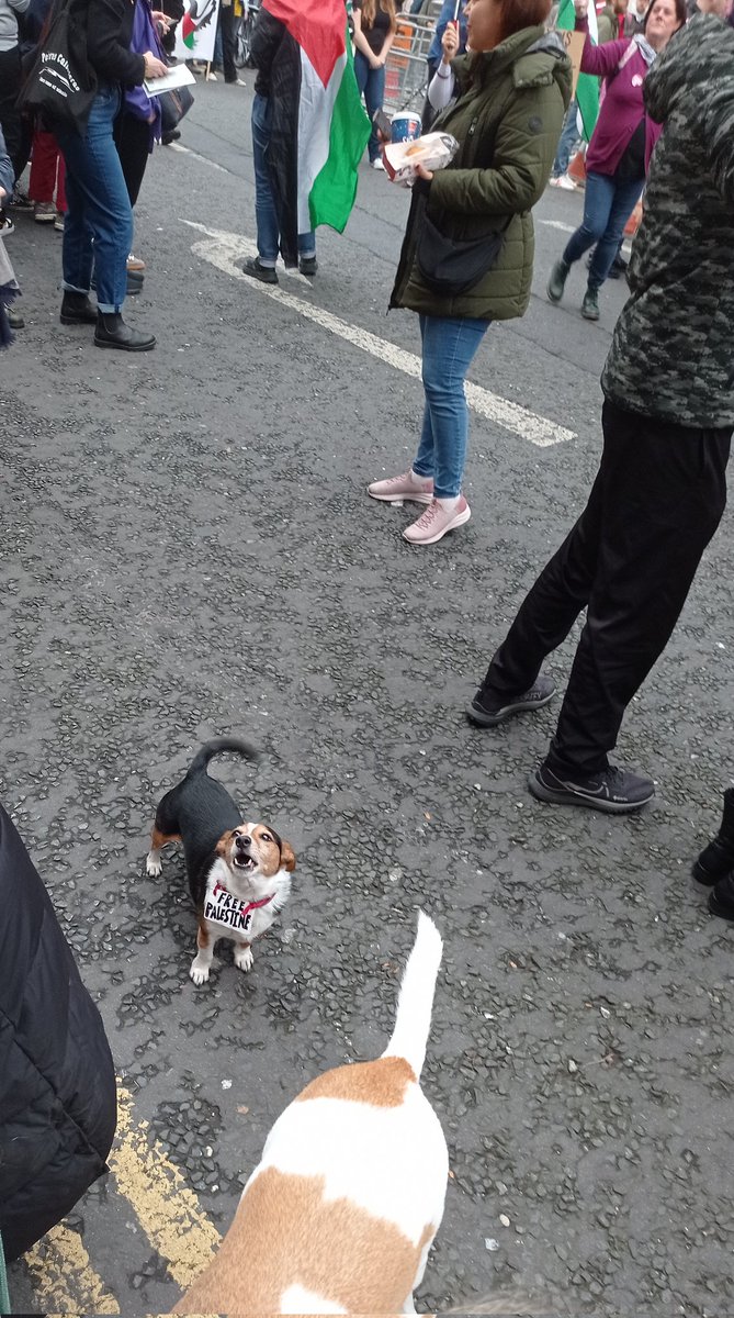 Superdrogidge's tweet photo. @memorialdevice
#FreePalestine #SaoirseDonPhailistín
So this angry fella has definitely heard it! 🇵🇸 🎶🐶🐾 #DublinDogs https://t.co/FuSmmxypLv