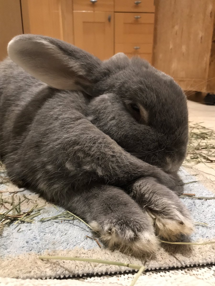 rocky_mikey's tweet photo. Hop yous having a nice chilled Saturday evenings Bunpals #rabbits #pets #bunob https://t.co/ceMWcnMurn