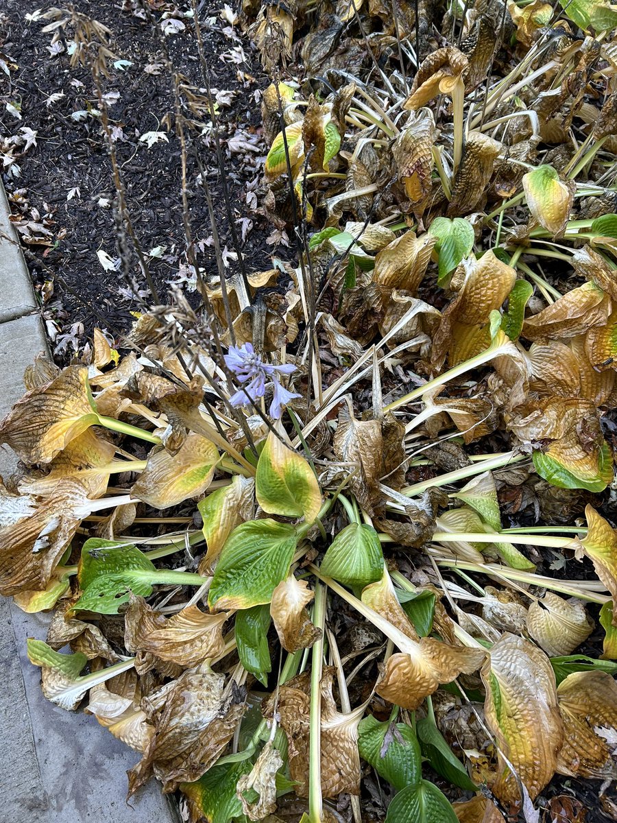 Was going to pull out the Hostas and look at this late bloom… there is a message in there I’m sure…