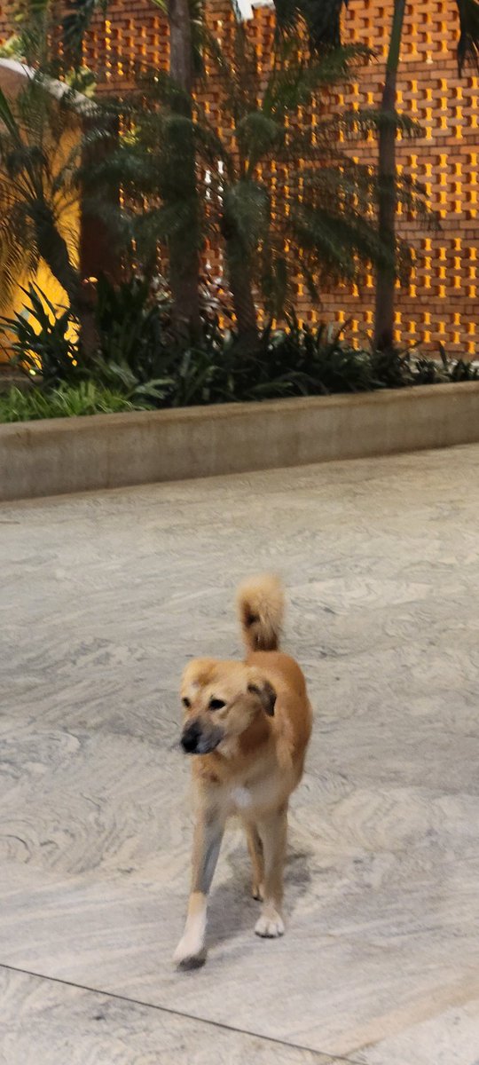 Koham Soham tweet media