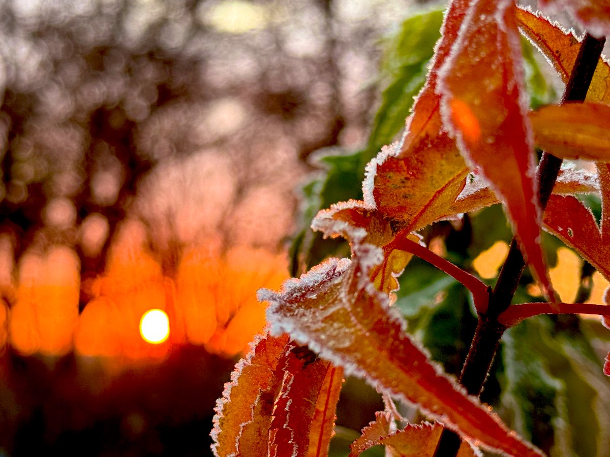 おはようございます☀
今朝は凍れるなー🥶