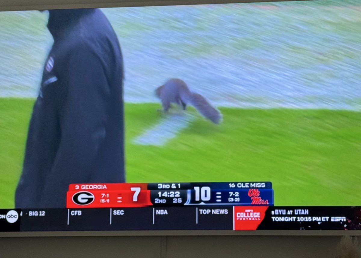 KurtBenkert's tweet photo. “Poor little guy, he’s lost” - my wife

“GD squirrel ruining Ole Miss’ momentum” - me https://t.co/Vj5WQyT27P