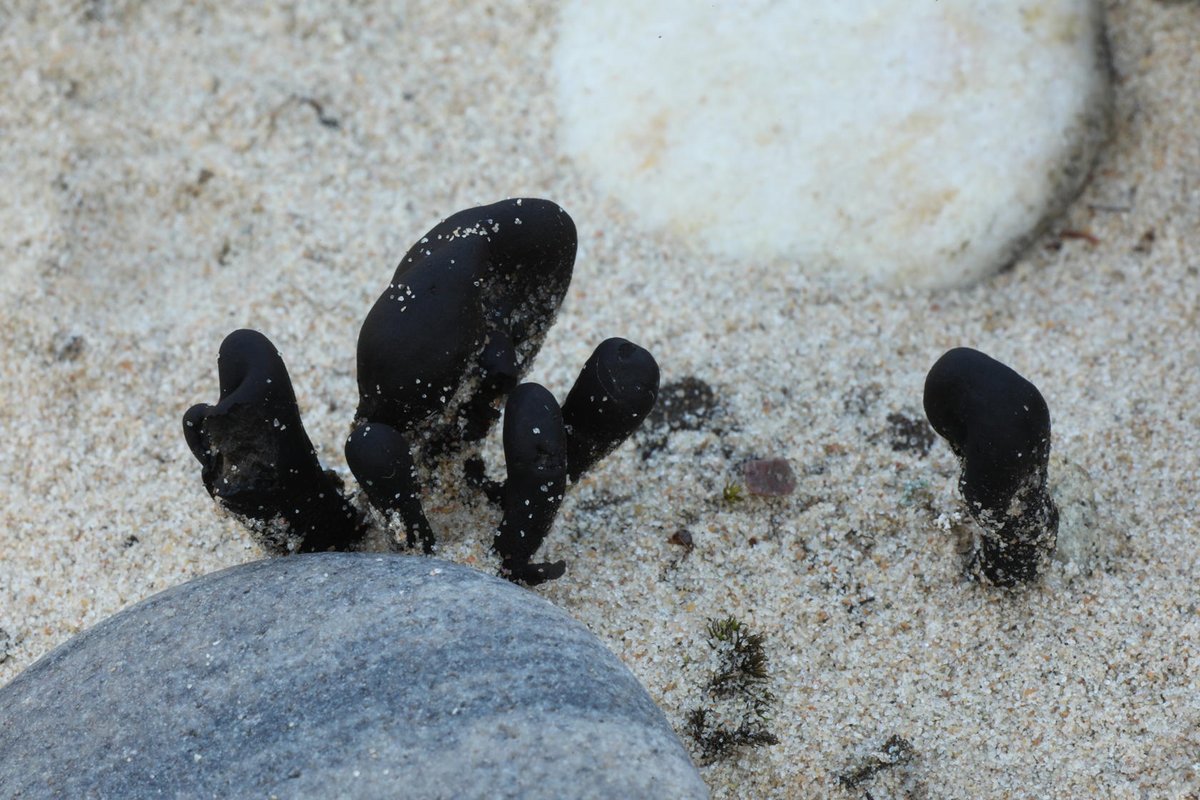 These are sandy earthtongue fungi (Sabuloglossum arenarium), fruiting on sand on the Findhorn Hinterland yesterday. This is a rare species &amp; Findhorn is one of only sites in the UK where its presence has been confirmed.  species.nbnatlas.org/species/BMSSYS…