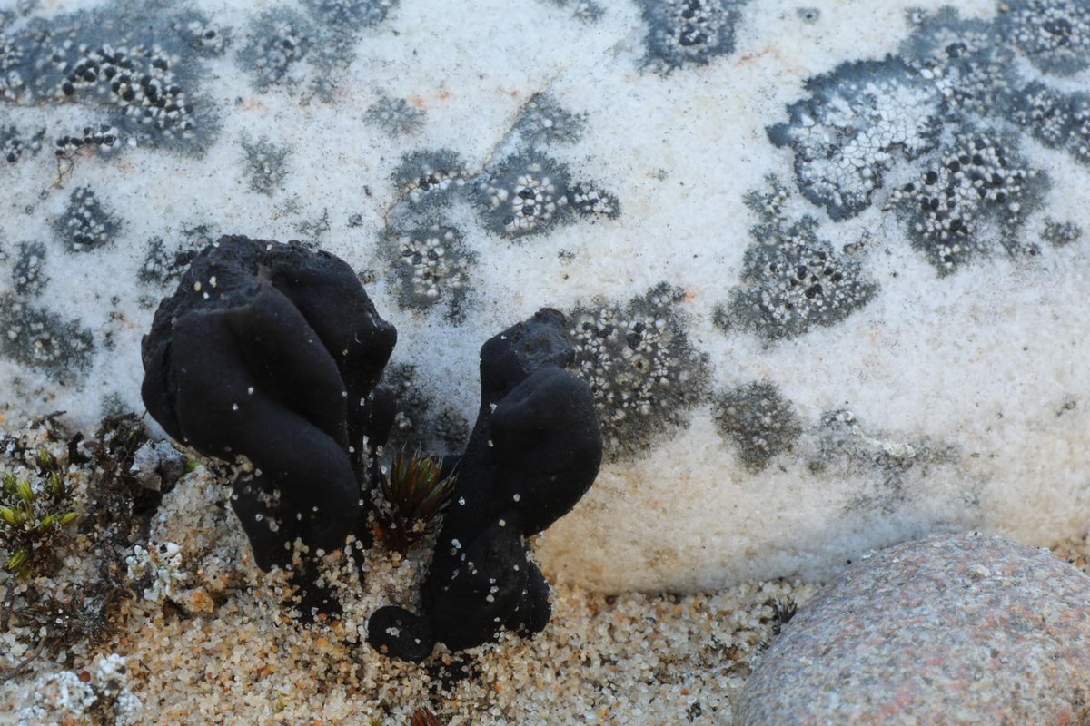 Alan Watson Featherstone tweet media