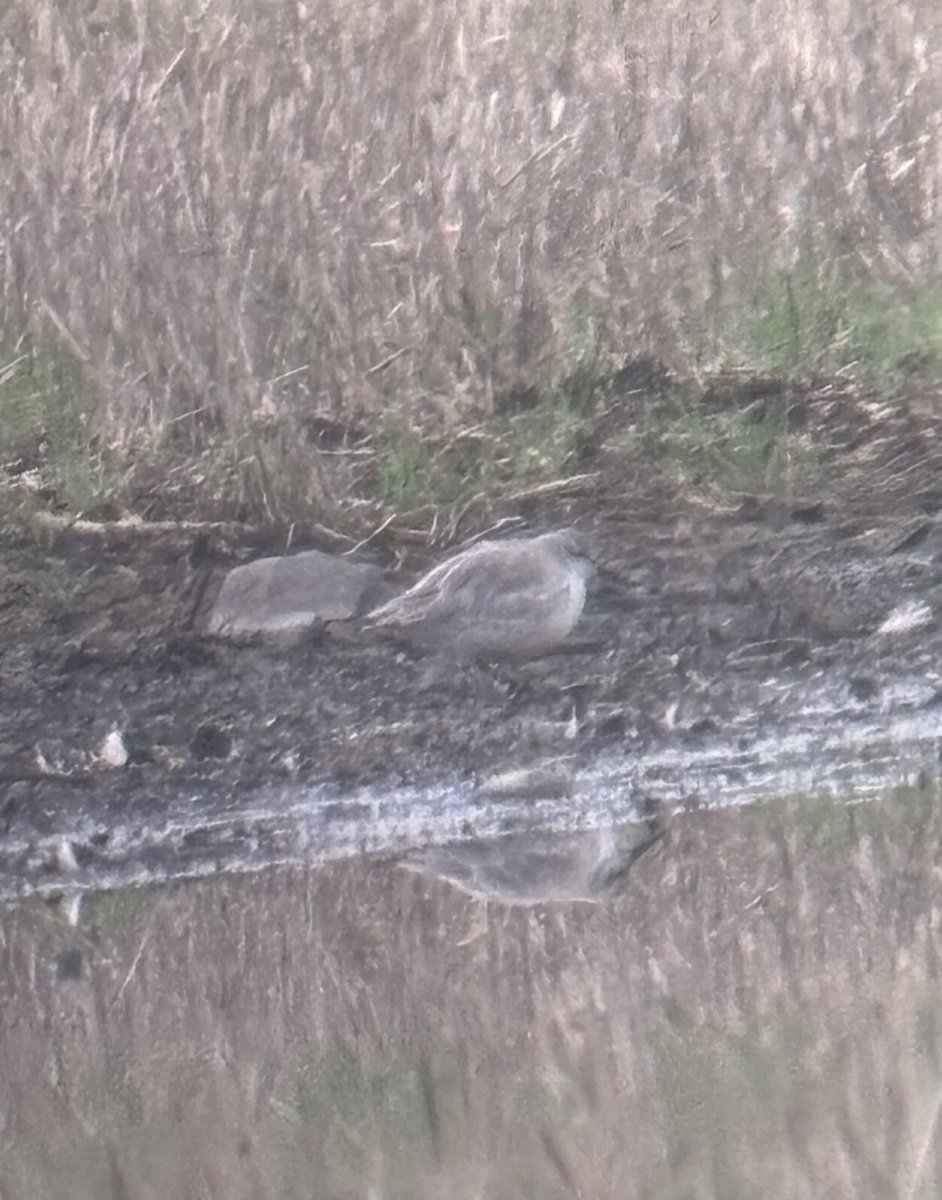 With perfect gloomy conditions for Knot passage it was time to check around locally. Amazingly a seasonal flash on local farmland produced the goods today with 2 birds present late afternoon GHP SMW #SEWorcs ⁦@WorcsBirding⁩