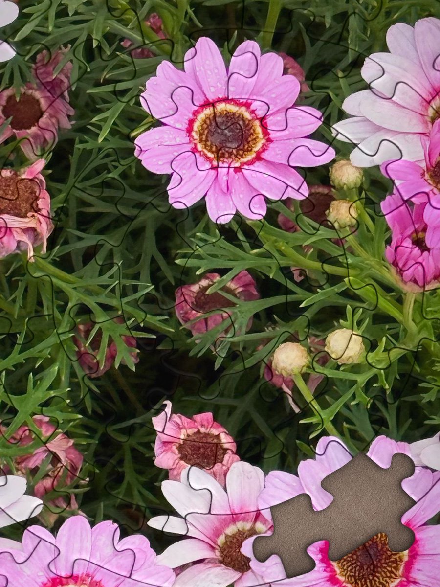 r_jon4's tweet image. #flowers #nature #puzzle 🌏🧩❤️🌻