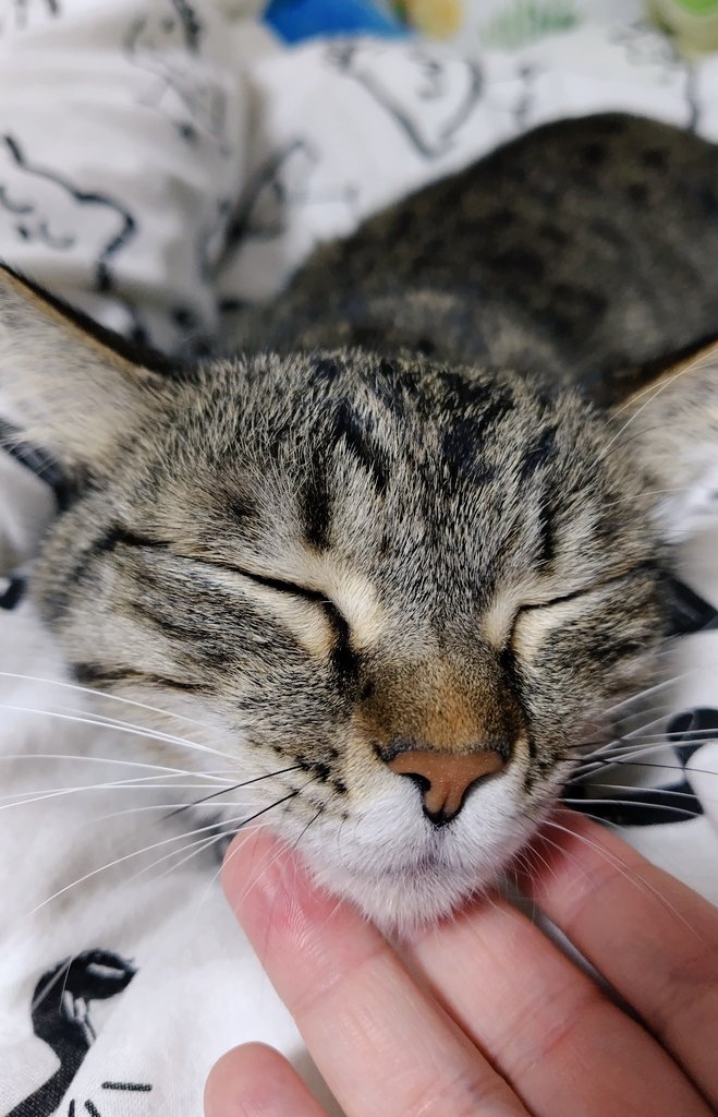cat_56chan's tweet photo. おはよ〜ﾅﾃﾞﾅﾃﾞされたらｳﾌ~ﾝだね https://t.co/3F91tsIqzj