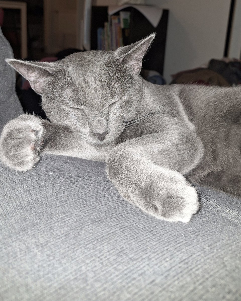 ghostschilllife's tweet photo. Proof that ghosts don’t just haunt—they nap, too. #GhostTheCat #Purrfection https://t.co/Km0NeFax03