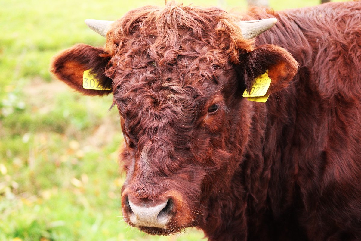 Mijn maatje liet zich vanmiddag in de #Diezemonding mooi portretteren.
#rodegeus
<a href="/FREE_Nature/">FREE Nature</a>