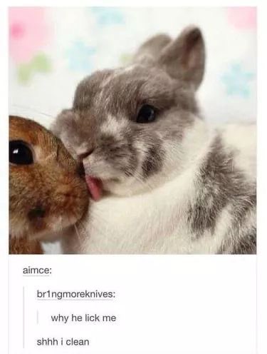 Bunnies (@bunnies) on Twitter photo 