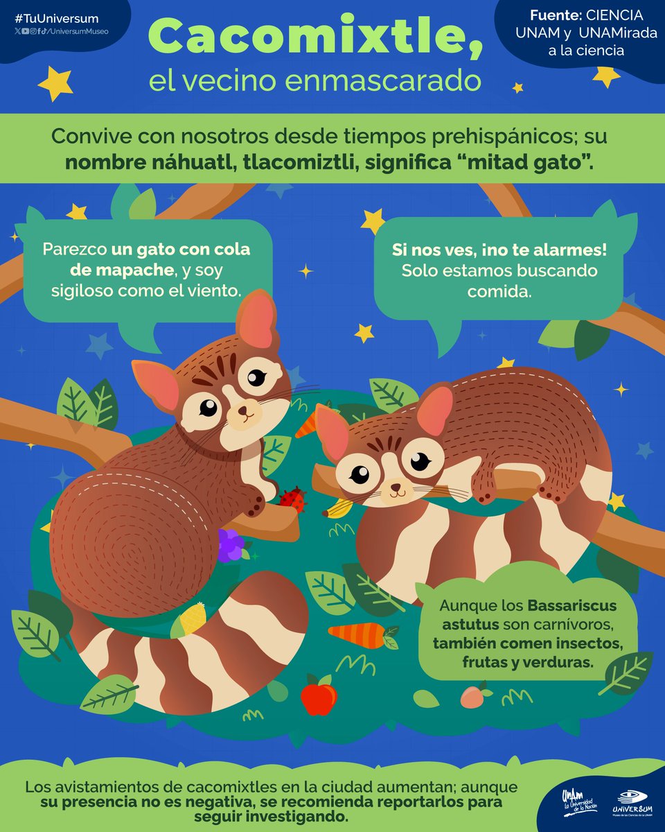 🦉🦝 ¿Es un gato? ¿Un mapache? ¡Conoce al cacomixtle! Descubre más de este animalito en la infografía de <a href="/UniversumMuseo/">Universum Museo</a>. ⬇️