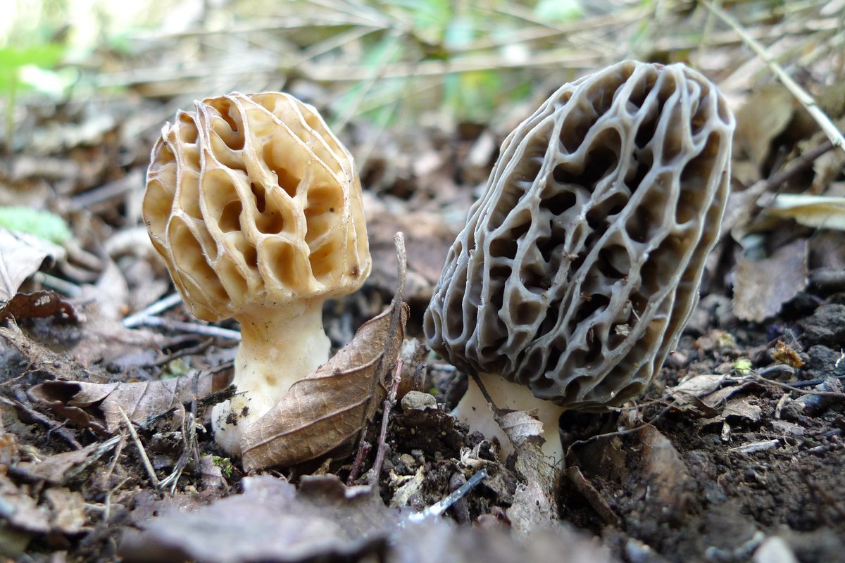 PaulStamets's tweet image. A game-changing moment for fungi! The UK and Chile have launched a global pledge to protect fungi, recognizing them as an independent kingdom of life. This historic move, championed by my friend @Giulifungi and the @fungifoundation, aims to conserve the essential role fungi play…