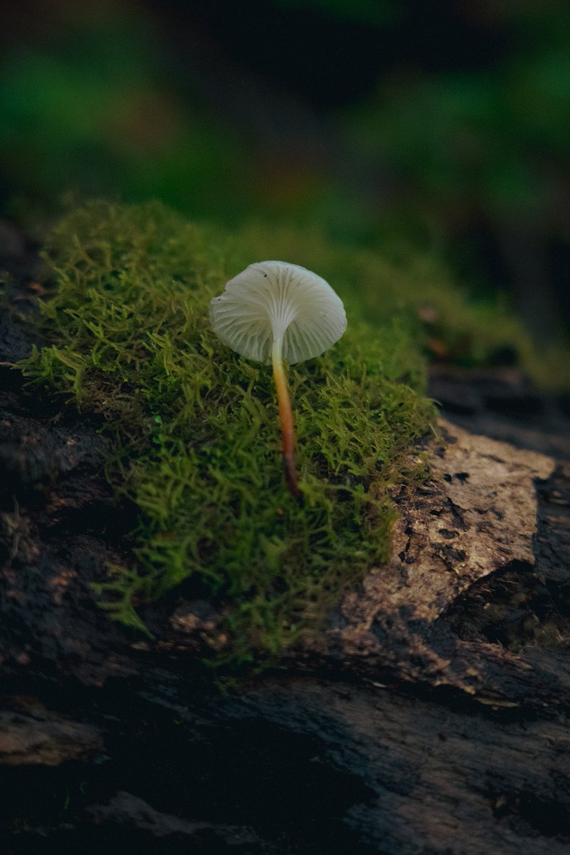 Paul Stamets (@paulstamets) on Twitter photo A game-changing moment for fungi! The UK and Chile have launched a global pledge to protect fungi, recognizing them as an independent kingdom of life. This historic move, championed by my friend <a href="/Giulifungi/">Giuliana Furci</a> and the <a href="/fungifoundation/">Fungi Foundation</a>, aims to conserve the essential role fungi play A game-changing moment for fungi! The UK and Chile have launched a global pledge to protect fungi, recognizing them as an independent kingdom of life. This historic move, championed by my friend <a href="/Giulifungi/">Giuliana Furci</a> and the <a href="/fungifoundation/">Fungi Foundation</a>, aims to conserve the essential role fungi play
